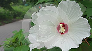 Hawaiian Hibiscus flower