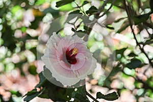 Hawaiian hibiscus flower