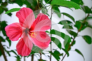 Hawaiian hibiscus flower