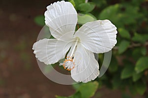 Hawaiian hibiscus are seven species of hibiscus native to Hawai
