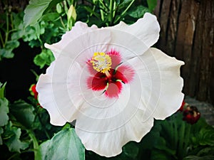 Hawaiian Hibiscus. A white hibiscus. Focus on the stamen.