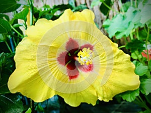 Hawaiian Hibiscus. A yellow hibiscus. Focus on the stamen.