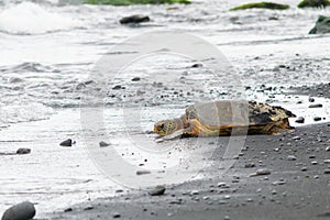 Hawaiian Honu resting on a black sand beach