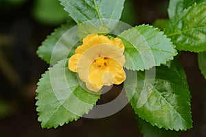 Hawaiian Lei flower `Ilima`