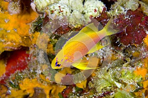 This Hawaiian longfin anthias (Pseudanthias hawaiiensis) was photographed at Pearl