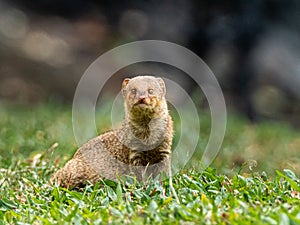 Hawaiian Mongoose