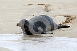 Hawaiian Monk Seal photo