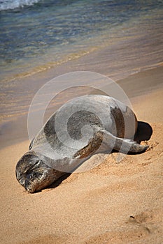 Hawaiian Monk Seal on the Beach