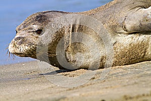 Hawaiian Monk Seal On Beach