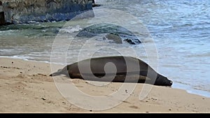 Hawaiian Monk Seal on Kaimana Beach