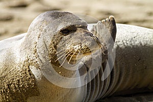 Hawaiian Monk Seal Kauai Hawaii