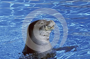 Hawaiian Monk Seal, monachus schauinslandi, Head of Adult at Surface