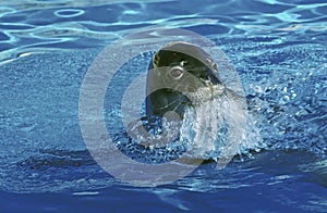 Hawaiian Monk Seal, monachus schauinslandi, Head of Adult at Surface