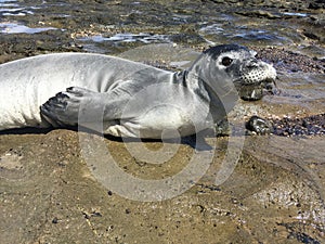 Hawaiian Monk Seal, Monachus Schauinslandi on Kauai Island, Hawaii.