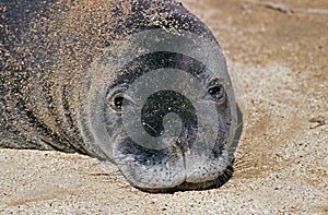 Hawaiian Monk Seal, monachus schauinslandi, Portrait of Adult on the Beach