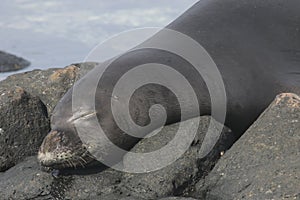 Hawaiian Monk Seal Neomonachus schauinslandi