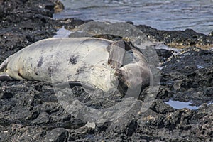 Hawaiian Monk Seal Neomonachus schauinslandi