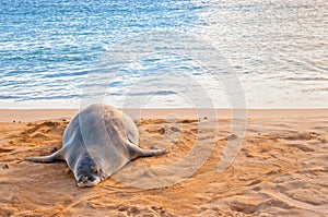 Hawaiano monje focas descansa sobre el Playa sobre el atardecer en 