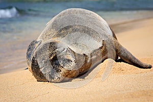 Hawaiian Monk Seal on a Sandy Beach