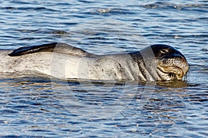 Hawaiian Monk Seal Surfing Closer to Shore at Poi Pu Beach Maui