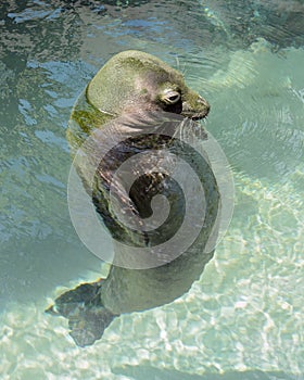 Hawaiian Monk Seal at Waikiki Aquarium photo