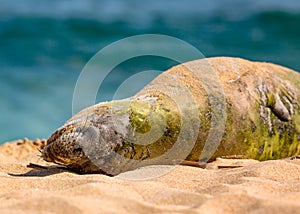 Hawaiian Munk Seal Resting on the Beach