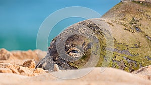 Hawaiian Munk Seal Resting on the Beach
