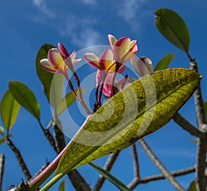 Hawaiian Orchid Sunning under a Blue Sky