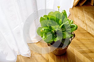 Hawaiian palm (Brighamia insignis) growing and blooming in flower pot.