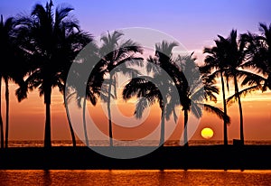 Hawaiian palm tree sunset photo