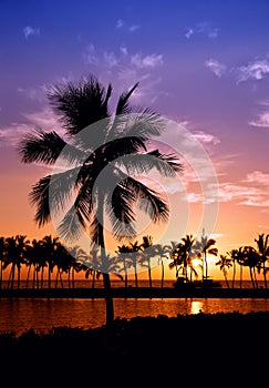 Hawaiian Palm Tree Sunset photo