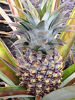 Hawaiian Pineapple