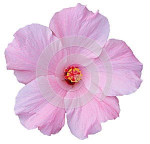 Hawaiian Pink Hibiscus isolated on white