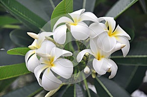 Hawaiian Plumeria Cluster