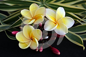 Hawaiian Plumeria Flower