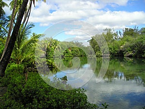 Hawaiian pond