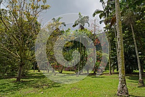 Hawaiian Rain Forest in the Koolaus