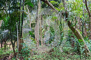 Hawaiian Rain Forest in the Koolaus