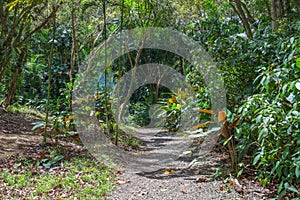 Hawaiian Rain Forest in the Koolaus