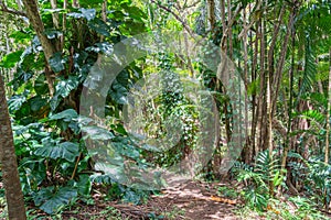 Hawaiian Rain Forest in the Koolaus