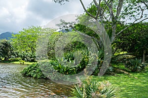 Hawaiian Rain Forest in the Koolaus