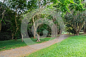 Hawaiian Rain Forest in the Koolaus