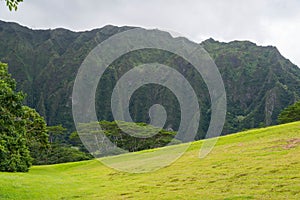 Hawaiian Rain Forest in the Koolaus