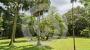 Hawaiian Rain Forest in the Koolaus