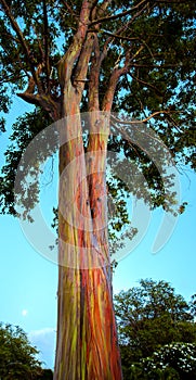 Hawaiian Rainbow Eucalyptus Tree