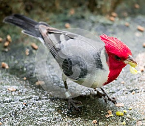 Hawaiian red-crested cardinal Paroaria coronata bird