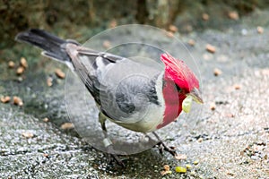 Hawaiian red-crested cardinal Paroaria coronata bird