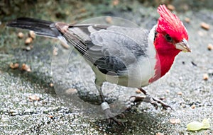Hawaiian red-crested cardinal Paroaria coronata bird