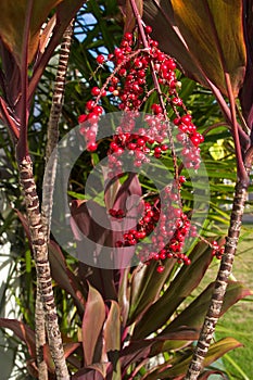 Hawaiian Red Ti Leaf and red berries