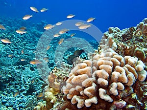 Hawaiian Reef with Coral and fish